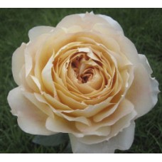 Garden Roses - Caramel Antike